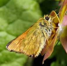 Image result for Ochlodes sylvanus