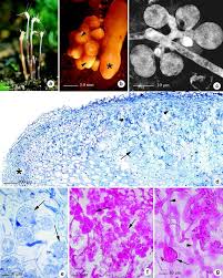 Image result for Exochaenium oliganthum