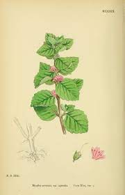 Mentha Arvensis Var Agrestis Corn Mint Circa 1867 Mint Plants Herbs Illustration Plant Illustration