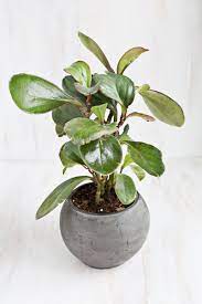 The most toxic bonsai tree that you should avoid at all costs when keeping cats is called the sago palm tree. 7 Unique Non Toxic Houseplants A Beautiful Mess Plants Non Toxic Plants House Plants