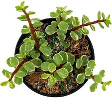 Image result for Portulacaria