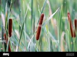 Image result for Typha capensis