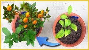 Check spelling or type a new query. How To Make Plants Grow Faster With Proof Youtube