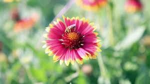 Maybe you would like to learn more about one of these? Gaillardia Aristata Indian Blanket Flower Stock Footage Video 100 Royalty Free 1034426285 Shutterstock