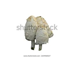 Image result for Coprinus comatus