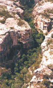 Image result for Buchnera longispicata