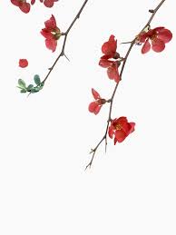 Flower Plant White And Red Hd Photo By Han Chenxu Hanchenxu On Unsplash Flower Photos Flowers Plants