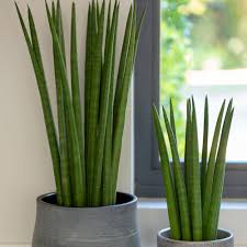 Today, snake plants are often said to thrive on neglect. A Guide To Owning And Caring For Sansevieria Stylish And Easy Plants