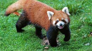 Check spelling or type a new query. Red Panda