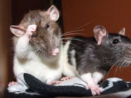 Pet Rats Grooming Time Pet Rodents Pet Rats Your Pet