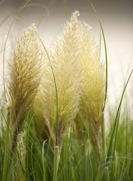 We carry a large variety of pampas types in natural colour, bleach white, pink and other mesmerizing colors. Pampasgras Kaufen Garten Von Ehren Qualitat Seit 1865 Garten Von Ehren