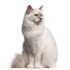 Elevages De Sacre De Birmanie Birman En Ile De France En France