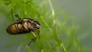 We did not find results for: Great Diving Beetle The Wildlife Trusts