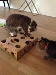 Cat Amazing Best Cat Toy Ever Interactive Puzzle Box Game For Cats Interactive Cat Toy Game Puzzle For Homemade Cat Toys Cat Toys Diy Cat Toys