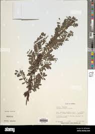 Image result for Indigofera arrecta