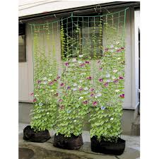 Choosing the ideal trellis plants is challenging. Pinterest