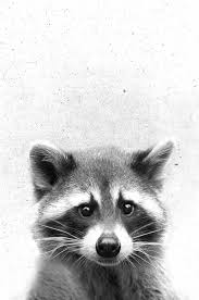 Raccoon Print Woodland Animals Nursery Wall Art Black And Etsy In 2020 Baby Animals Animals Beautiful Animals