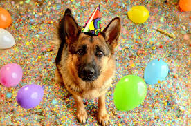 Birthday Wishes In Germany Happy Birthday Girl Perros Mascotas Cumpleanos