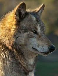 Son Dakika Ile Bir Bas Agritirim Dillere Destan Once Dedigim Uygulanacak Orada Dillerlere Destan Ona Gore Turkcu Dusunce Pinterest Wolf Animals