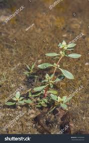 Image result for Bergia