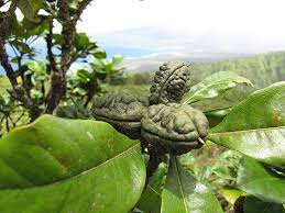 Image result for Pittosporum fulvotomentosum