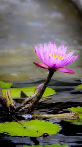 Premium selection of designer fabrics & wallpapers. Lotus Flower Art Nature People Graphy Hd Mobile Wallpaper Peakpx