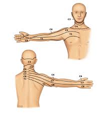 28 ageless free dermatome chart