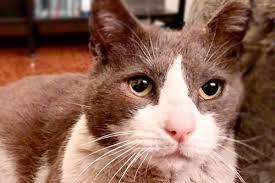 Himalayans are minimally active, preferring to lounge and luxuriate. Adopt A Companion Animal Brooklyn Animal Action