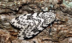 The giant leopard moth has been known by a number of synonyms.the most common synonyms in the scientific literature are ecpantheria scribonia, ecpantheria deflorata, and ecpantheria denudata. Giant Woolly Bear Great Leopard Moth Hypercompe Scribonia Stoll 1790