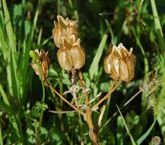 Image result for Albuca setosa