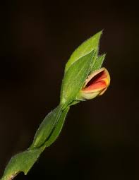 Image result for Zornia glochidiata