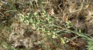 Image result for Erigeron sumatrensis