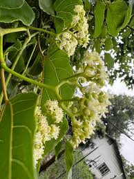 Image result for Rytigynia ruwenzoriensis