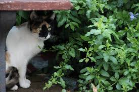 Jan 16, 2020 · any backyard nature enthusiast should welcome the presence of bobcats. How To Keep Cats Out Of Your Yard 10 Methods