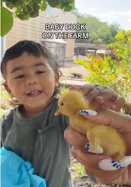 Naming Our New Baby Duck