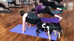 Cbs sunday morning 3 years ago. Goat Yoga Youtube