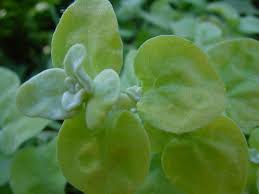 Image result for Helichrysum lineare