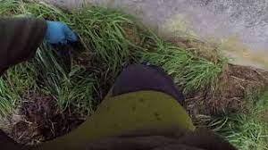 Mit unseren tipps finden sie die richtigen lösungen. Ratten Im Garten Erkennen Und Effektiv Bekampfen Haus Garten Profi