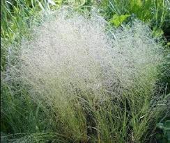 Image result for Agrostis isopholis