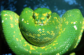 What Types Of Snakes Make The Most Popular Pets Types Of Snake Snake Photos Snake