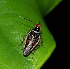 pseudophyllodromia sp