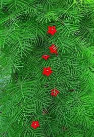 A gorgeous vine that flowers super bright red star shaped flowers that attract hummingbirds and butterflies! Red Cypress Vine Seeds A K A Hummingbird Vine Or Star Glory Cypress Vine Flowering Vines Moonflower Vine
