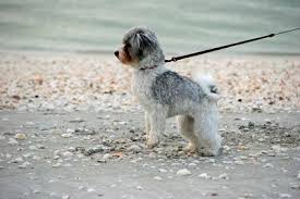 Pourquoi Mon Chien Tire Sur La Laisse Comment Empecher Un Chien De Tirer Sur La Laisse Il Est Facile D 39 Arreter Promener Le Chien Chien Education Chien