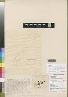 Image result for Sphenostylis briartii