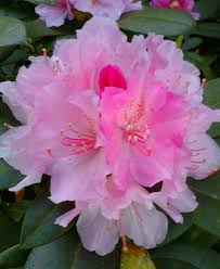 R Doc Photo By Jan R Fuller Flowering Shrubs Beautiful Flowers Flowers
