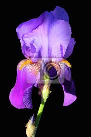 Bearded iris are identified by thick, bushy beards on each of the falls (lower petals) of the blossoms. Purple Bearded Iris Auf Einem Schwarzen Hintergrund Wandsticker Schone Bartigen Deutsch Myloview De