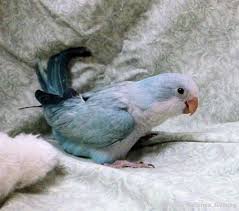 Maxi parrots was established in 2015. Pallid Blue Quaker Birdie Brains Aviary Smithfield Nc