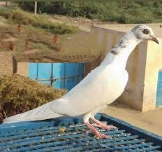 Pin By Asif Athwal17 On Ab S Piegon In 2020 Pigeon Pictures Pigeon Pictures