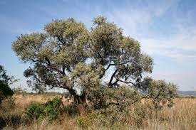 Image result for Ozoroa