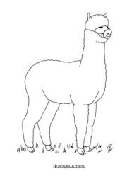 Coloring pages, books, tutorials & reviews by jennifer stay. Huacaya Alpaca Coloring Page By Mama Draw It Teachers Pay Teachers